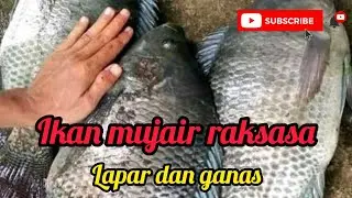 spot memancing RAHASIA dan GRATIS, ikan mujair dan mas nya besar dan lapar #mancing #mancingmania