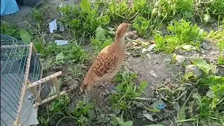 Teetar Francolin Relaxing Voice - Gray Francolin Teetar Voice - Teetar Relaxing Music