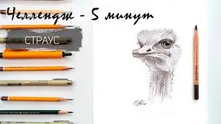Страус  за 10 минут простым карандашом. Челлендж-пятиминутка. Рисуем регулярно