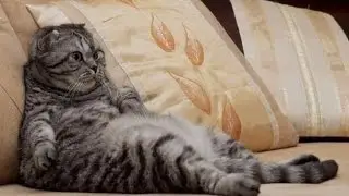Кошачье счастливое житьё.