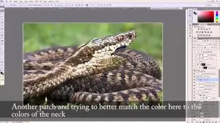 Photoshop Animal Hybrids - Creating "Snark", a snake/shark hybrid