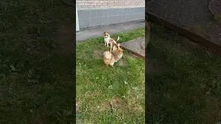 Знакомство с Рони