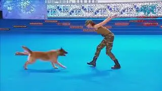 KÖPEK GÖSTERİ YARIŞMASI'NDAKİ ULTRA EĞİTİLMİŞ KÖPEK