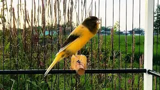 The Best Canary Bird Sounds! Belgian Canary's Training Song