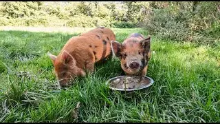Meet the Piglets: Dora and Martha!