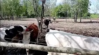 Чем обрабатывю коров от мошек и клещей /вывезли навоз /Купили колёса/телята!