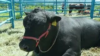КТ "Мамбетов и К"  - Даулетов Арман #lepsi #angus #ангус #выставка @agroblog_kz8356#angus #порода