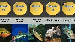 20 Most Aggressive Aquarium Fishes..