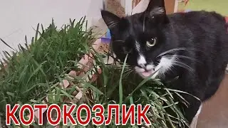 ТРАВОЯДНЫЙ КОТ