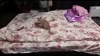 Как помощники помогают мне постель заправить!