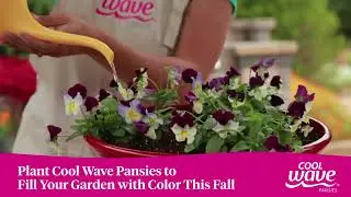 Plant Cool Wave Pansies to fill your garden with color this Fall