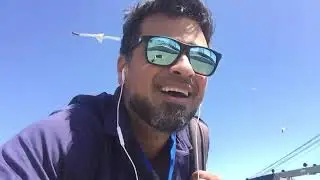 Seagulls