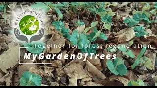 MyGardenOfTrees: a European participatory science project for climate resilient future forests