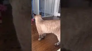 My Cat Loves Hearing Her Name