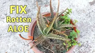 UNEXPECTED Rescuing - Aloe Vera Plant Care