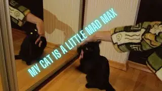 My cat is a little mad Max