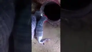 Не на ебёшь не проживёшь#shorts  #Suzuki