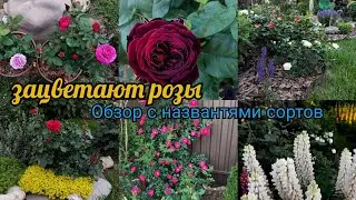 Цветение роз в подмосковье. Зацветают розы второгодки. Обзор сортов с названиями