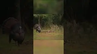 Epic Osceola Moment from Turkey Call Season 1! #nwtf #turkeyhunting #hunt #hunting