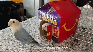 Смешные животные и природа #52 лучшие моменты