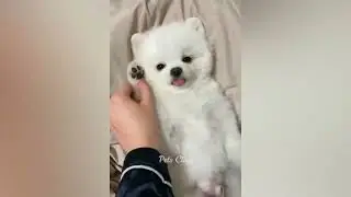 Funniest Animals 2023 Funny Dogs And Cats Videos