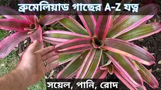 Bromeliad Plant Propagation and Care || ব্রোমেলিয়াড প্লান্ট