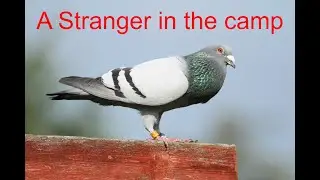 Racing Pigeons - A Stranger in the camp
