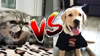 Чудо котик и милый песик