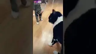 КотоОркестр!