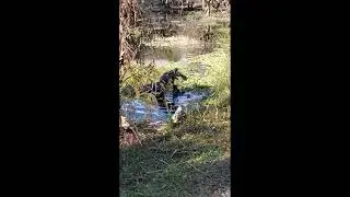 Alligator vs Hawk