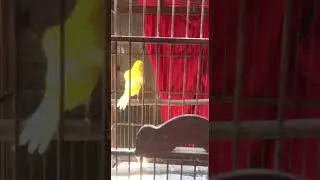 Cek Kandang ternak Kenari #canary #canarybirdsinging #kenari #kenarigacor