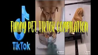 FUNNY PET TIKTOK COMPILATIONS