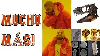 Disciplinas de la PALEONTOLOGÍA | TODO SOBRE PALEO