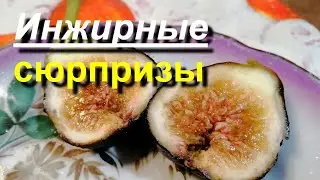 Инжир приятно удивляет. Но не весь. 27 09 2021
