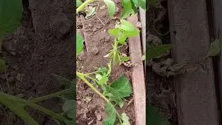 соронча 
