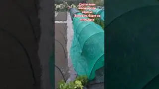 Рабочие будни. Малышей по сортам составили 