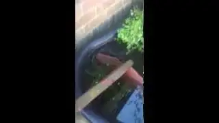 Pond (1)