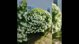 Калина Бульденеж - королева моего сада.
