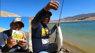 pesca de striped bass con lombris de pata/ LUGWORM castaic lake california🐟🎣🍲