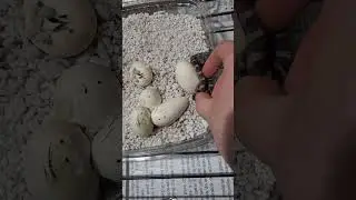 Second egg hatched.  still hoping to see a Leucistic & Albino baby Snake