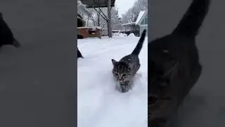 Котеечки 😻