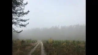 Do lasu na grzyby/В лес по грибы :)