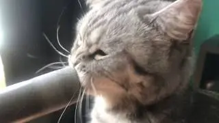 Как пылесосить кота.