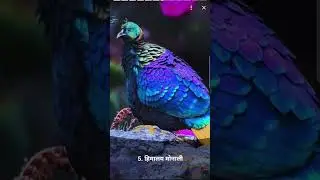 10 beautiful birds