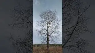 Бесстрашный Глухарь
