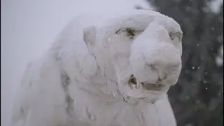 The Polar Bear Legacy
