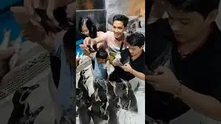 Penguin Feeding • Manila Ocean Park