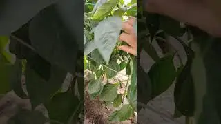 Как растёт перец у меня в Белоруссии.