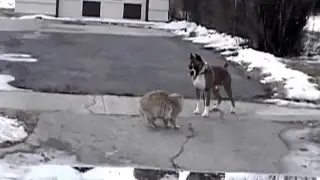 Храбрый кот и трусливый пес / Brave cat and the cowardly dog