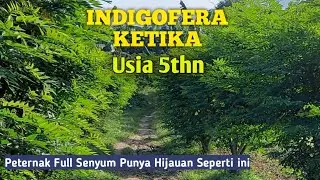 Peternak Pasti Full Seyum Jika punya bank pakan seperti ini..!!
